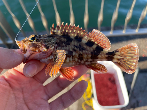 カサゴの釣果