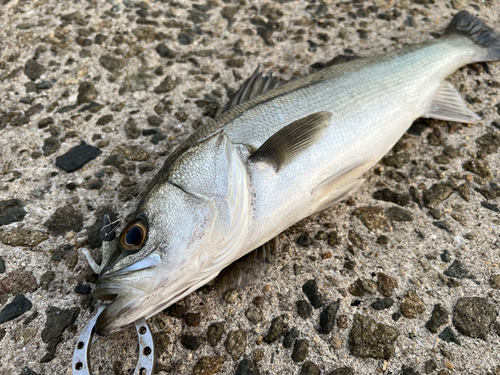 スズキの釣果