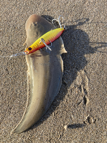 シタビラメの釣果