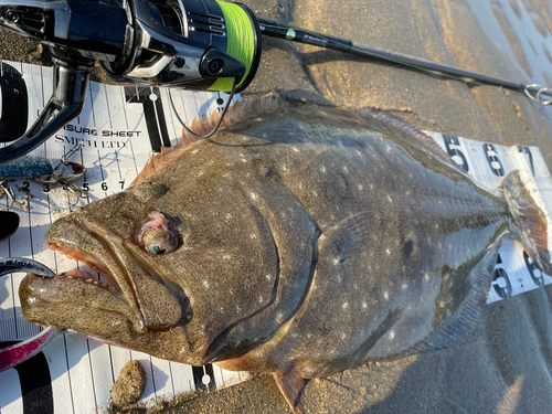 ヒラメの釣果