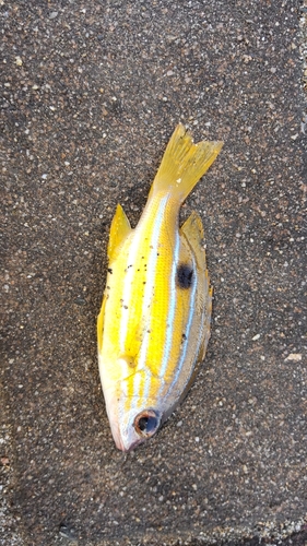 ロクセンフエダイの釣果