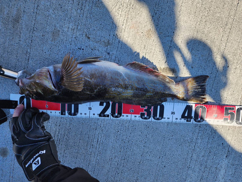 アイナメの釣果