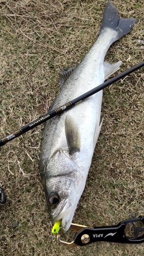 釣果