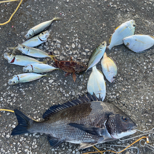 チヌの釣果