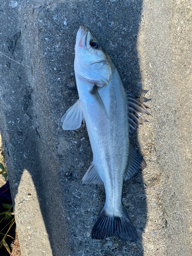 マダカ（マルスズキ）の釣果