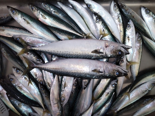 サバの釣果