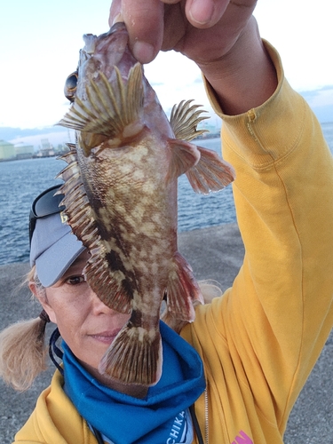 ガシラの釣果