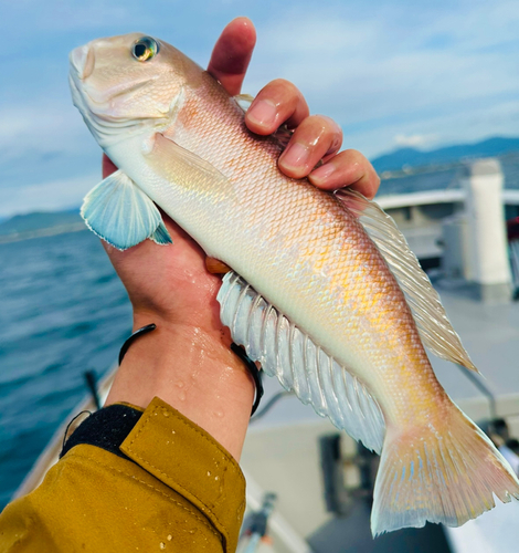 シロアマダイの釣果