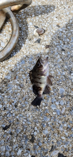 メバルの釣果