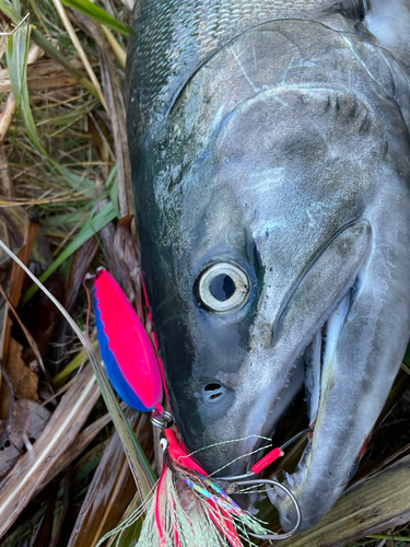 アキアジの釣果