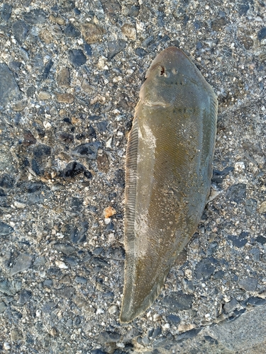 シタビラメの釣果