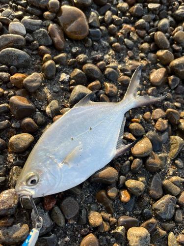 コバンアジの釣果