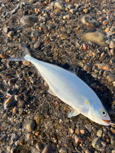 イケカツオの釣果