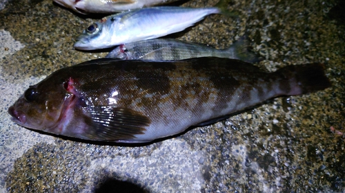 アイナメの釣果