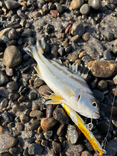 コトヒキの釣果