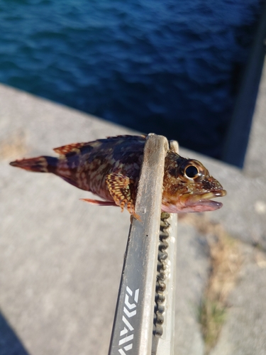 カサゴの釣果