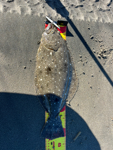 ヒラメの釣果