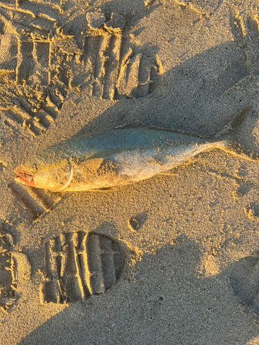 イナダの釣果