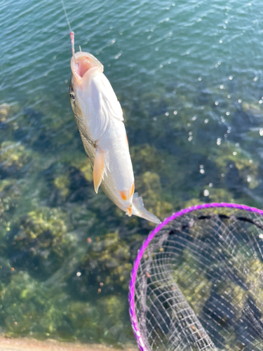 ウグイの釣果