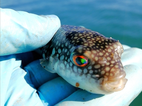 フグの釣果