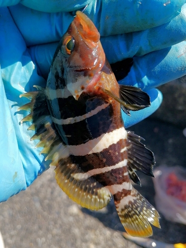 アオハタの釣果