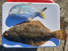 ヒラメの釣果