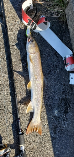 アメマスの釣果