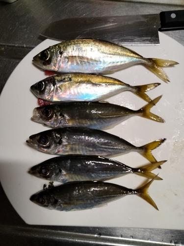 アジの釣果