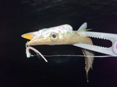 カマスの釣果