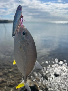 ガーラの釣果