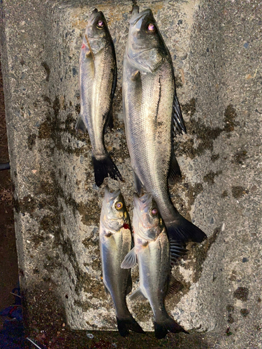 セイゴ（マルスズキ）の釣果