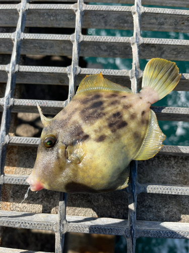 カワハギの釣果