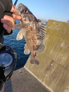 クロメバルの釣果
