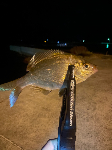 ウミタナゴの釣果