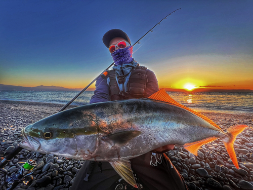 ワラサの釣果