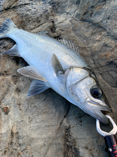 ヒラスズキの釣果