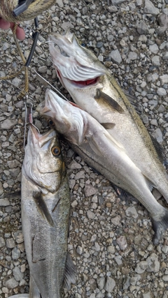 スズキの釣果