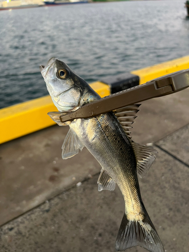 セイゴ（タイリクスズキ）の釣果