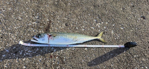 サバの釣果