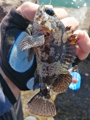 ソイの釣果