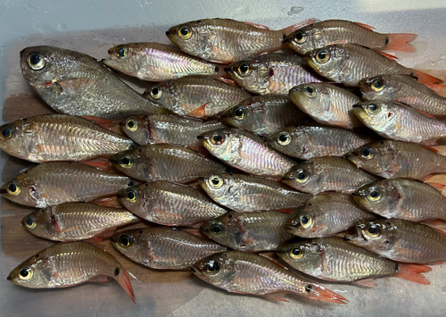 クロホシイシモチの釣果