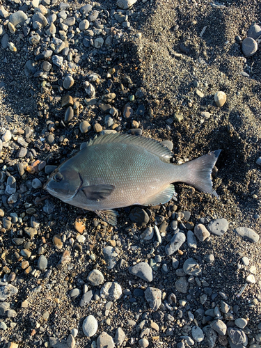 メジナの釣果