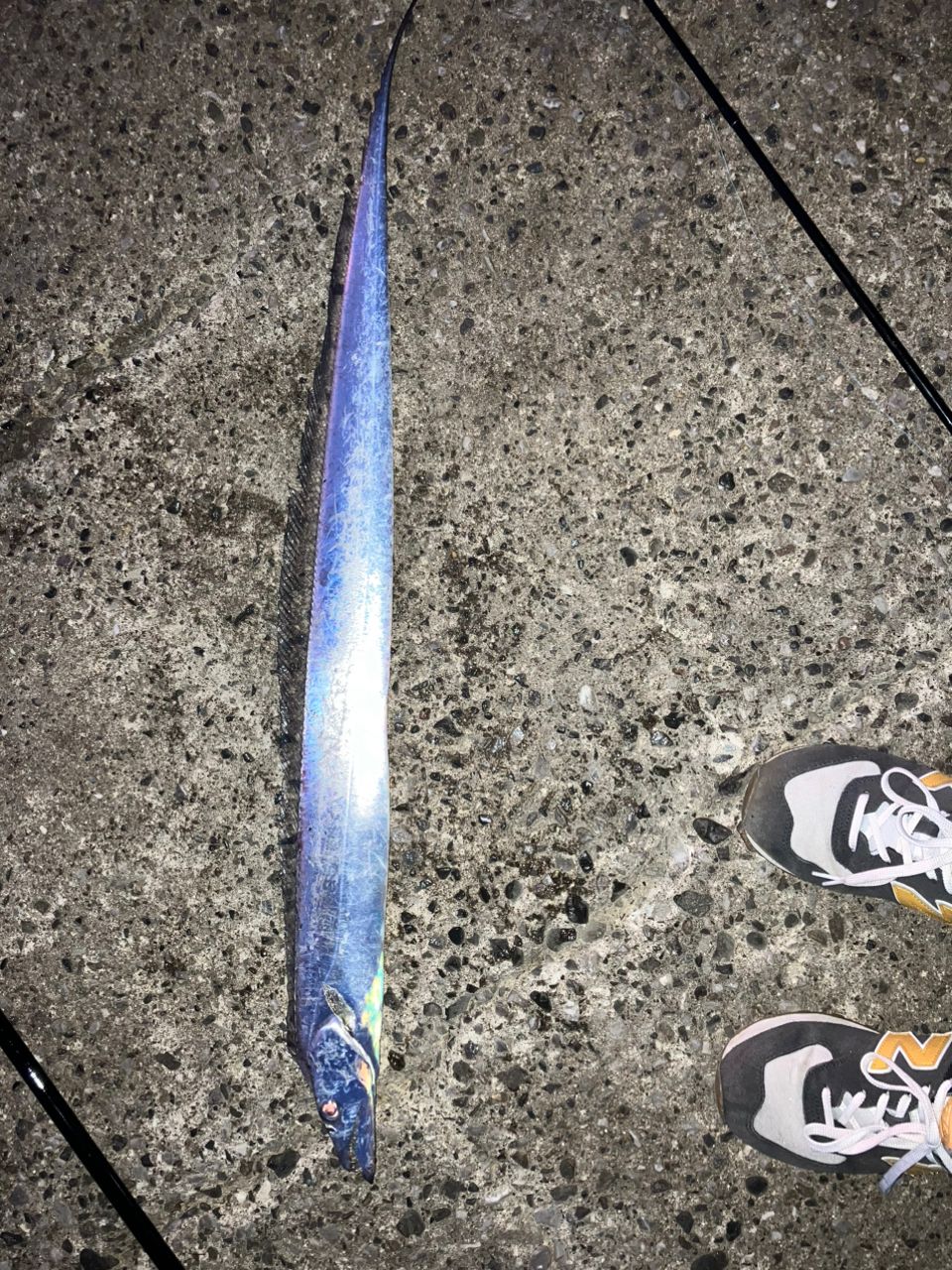 タチウオ