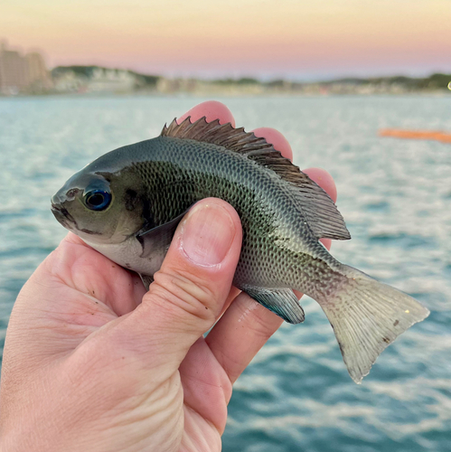 メジナの釣果