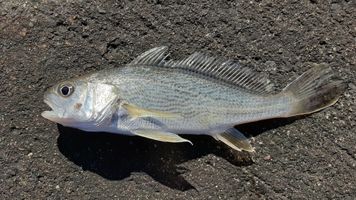 イシモチの釣果