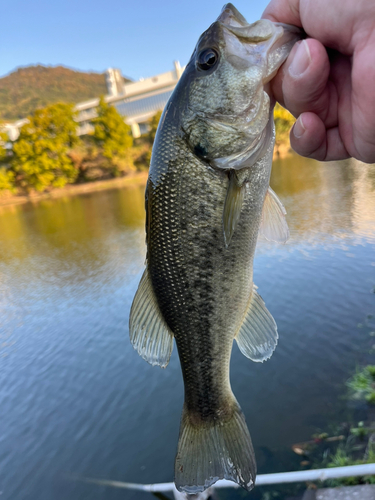 ラージマウスバスの釣果