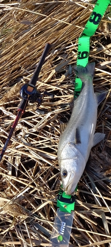 フッコ（マルスズキ）の釣果