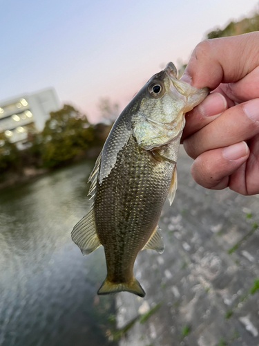 ラージマウスバスの釣果