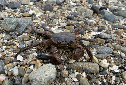 カニの釣果