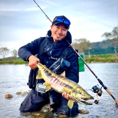 シロザケの釣果